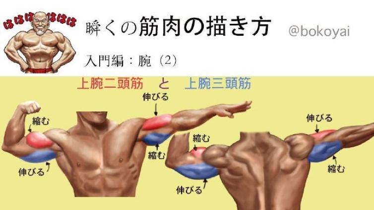 入门肌肉图文教程，画的不好没关系，你得知道，毕竟是长在自己身上的！