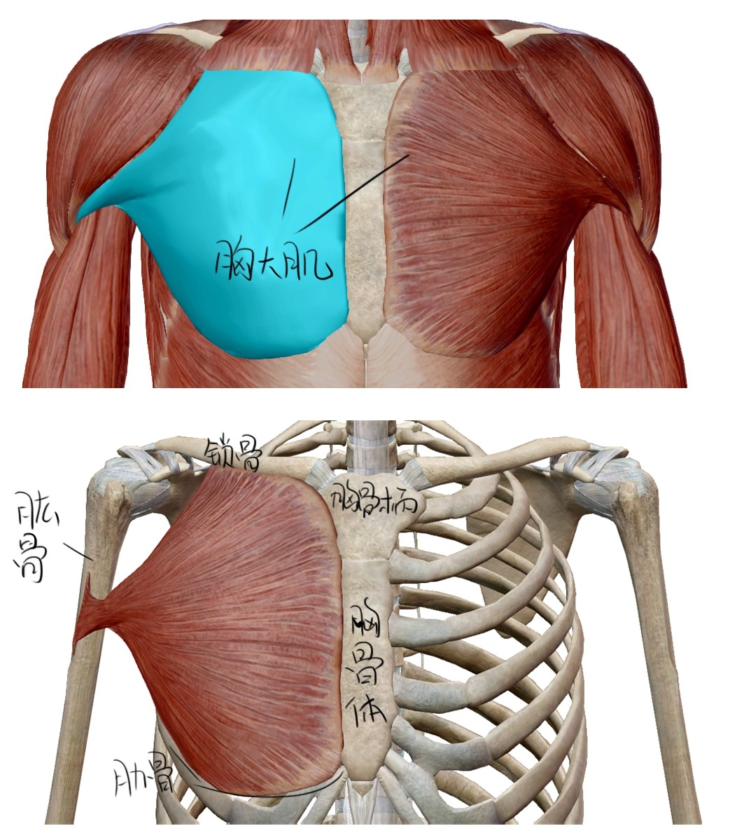 有明显的腹肌和胸肌是一种怎么样的体验? - 知乎