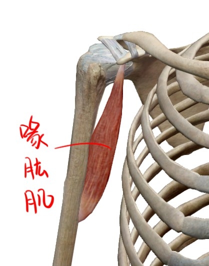 喙突上附着的肌肉为图片