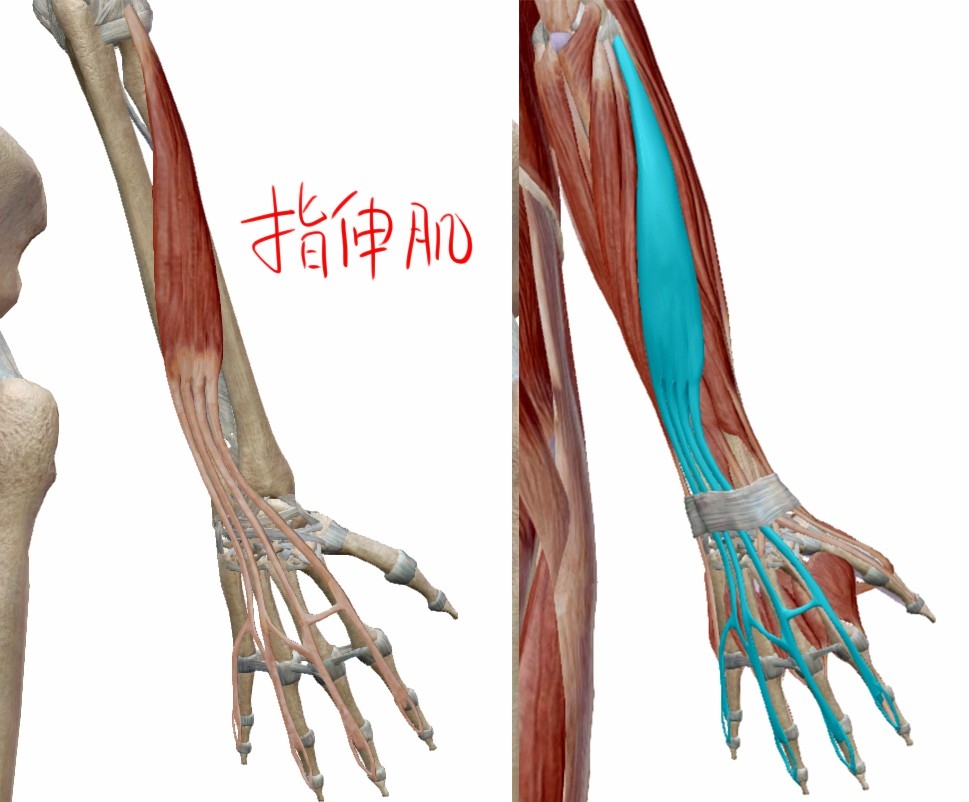 指总伸肌腱的位置图片