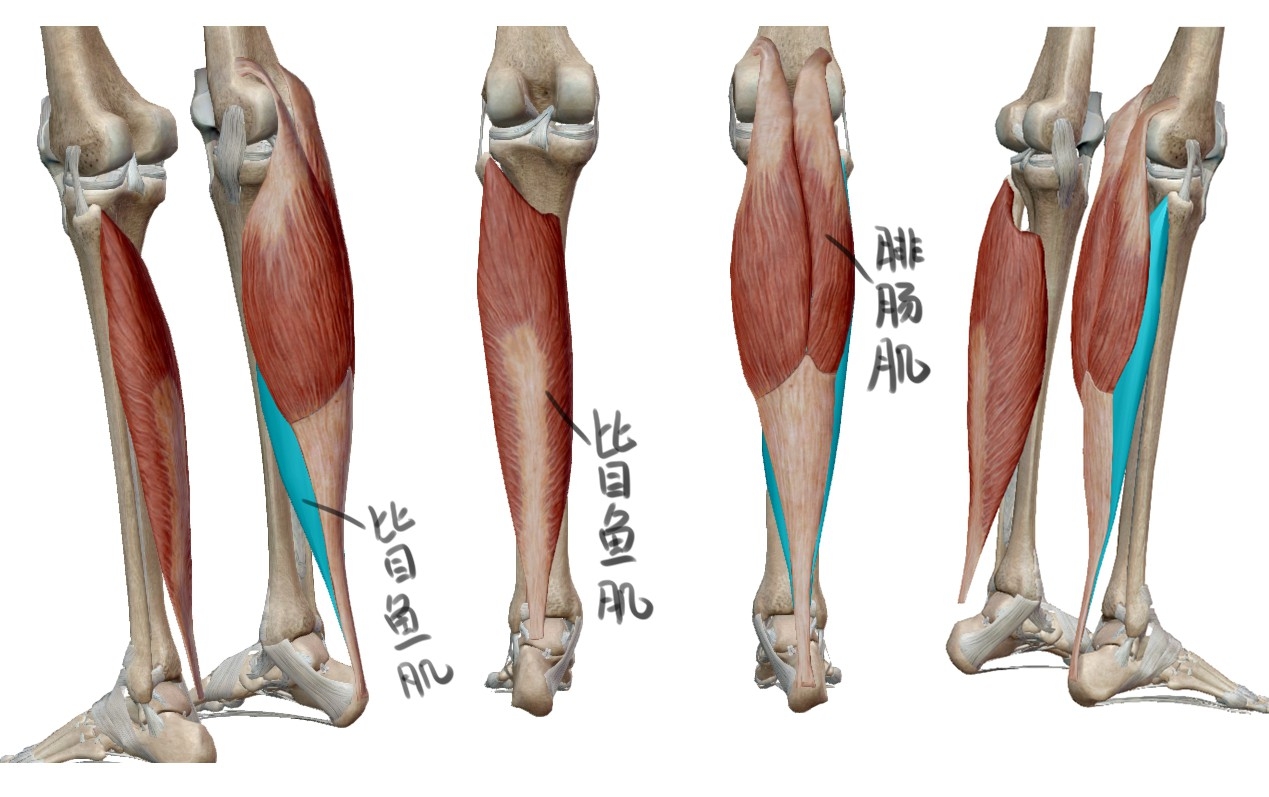 人体腿部肌肉结构分布图-普画网