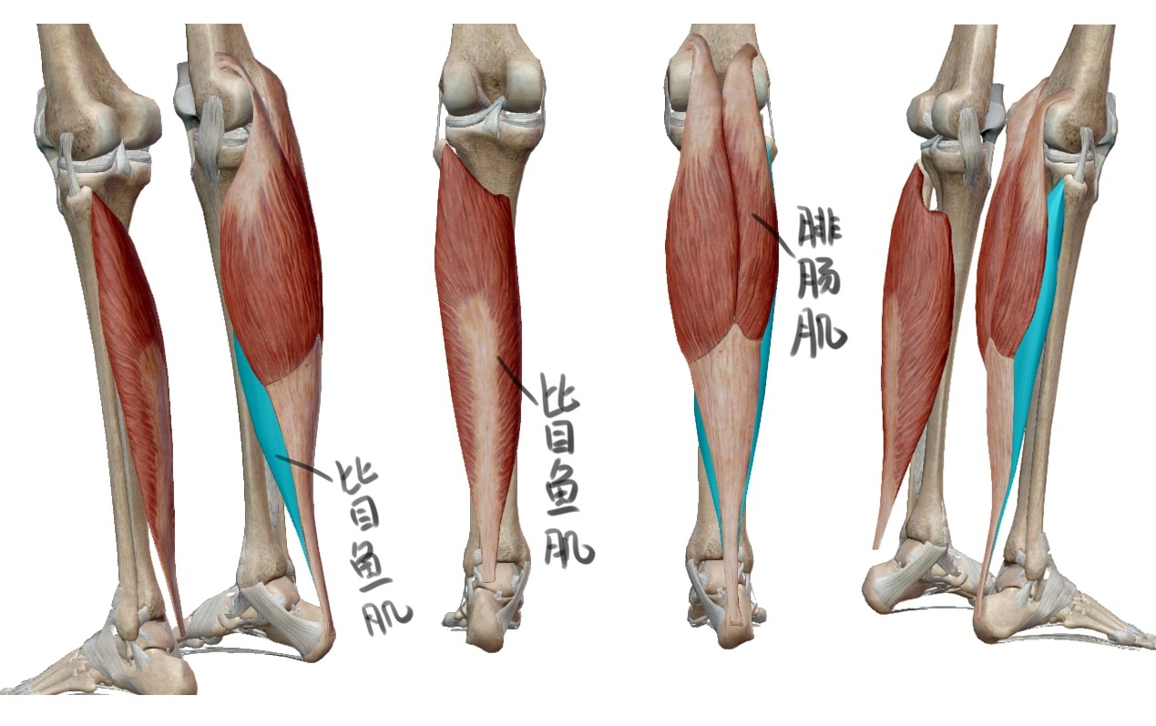 XO型腿/肌肉腿怎么办？我这辈子和大长腿无缘了吗？_Rosie